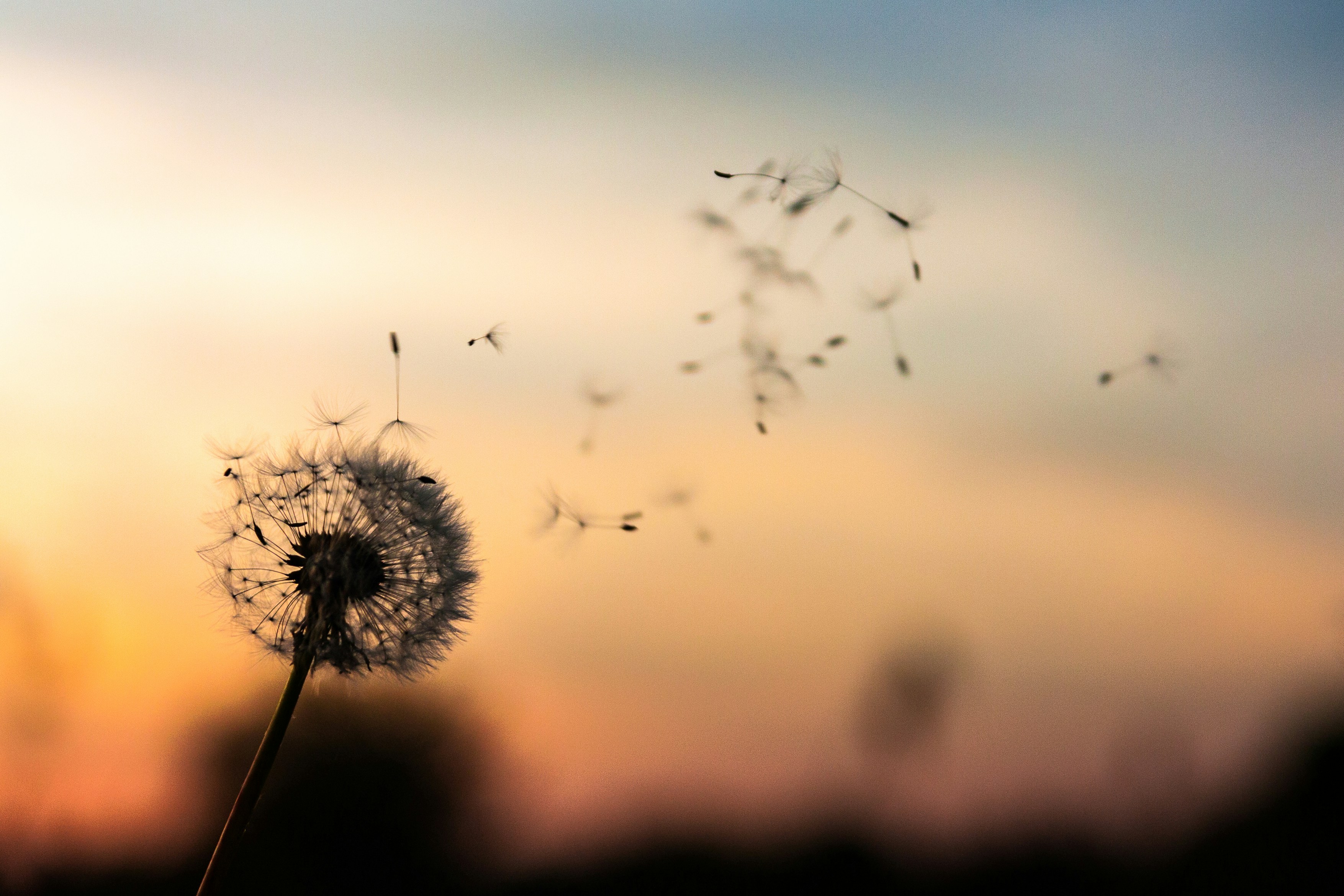Pissenlit dont les aigrettes s'envolent au coucher du soleil — Le Souffle du Pissenlit